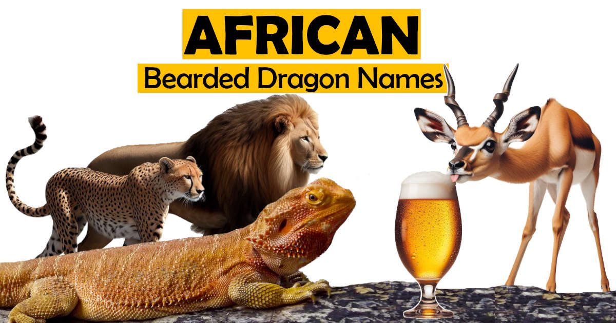 Best African Bearded Dragon Names