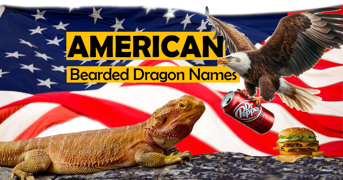American Bearded Dragon Names