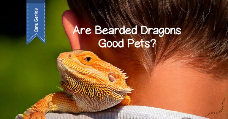 Picture of a boy with a bearded dragon on his should for post on are bearded dragons good pets