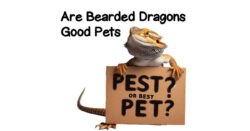 Are bearded dragons good pets