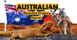 Australian Bearded Dragon Names