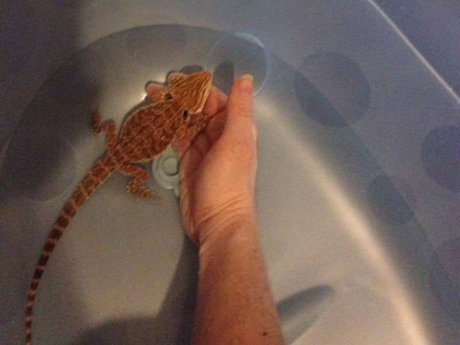 Bearded dragon bathing in a tub