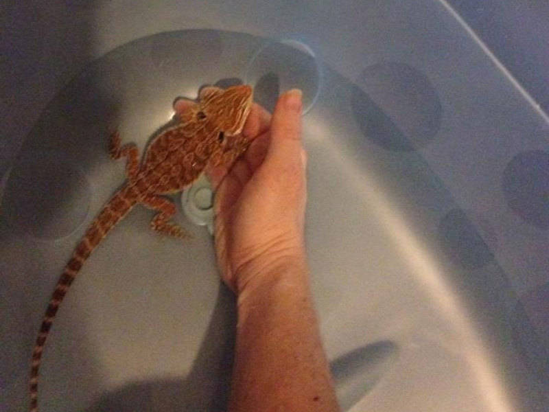 Bearded Dragons Drink Water (5 rehydration techniques)