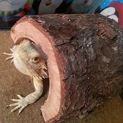 Charlene Crowe's bearded dragon in his log burrow
