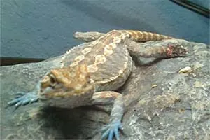 Bearded dragon companion attacked biting foot