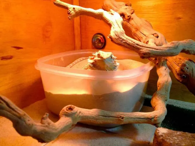 sand box and branches for bearded dragon