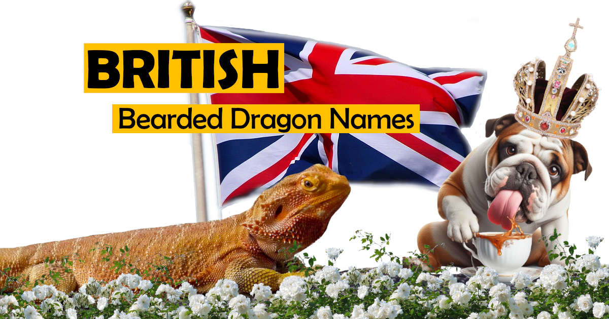 British Bearded Dragon Names