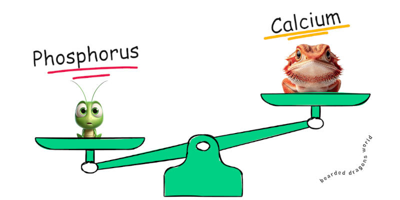 bearded dragon calcium compared to phosphorus using a cartoon cricket on the phosphorus side of scale and bearded dragon on the calcium side 