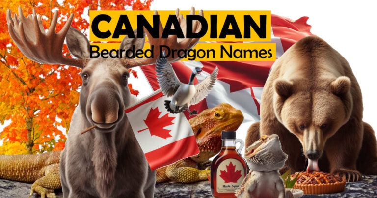 Canadian Bearded Dragon Names