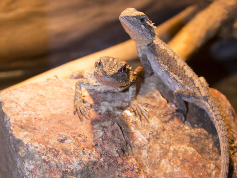 How to Clean Wood for Bearded Dragons from Outdoors
