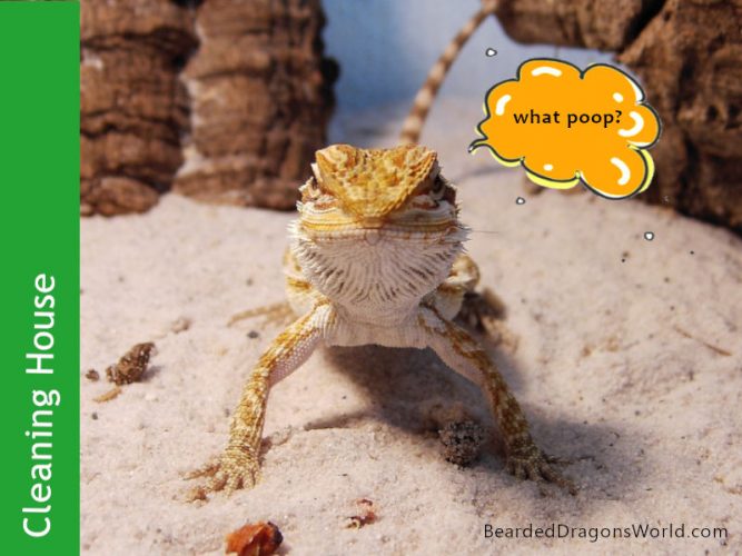 Best Ways To Get A Super Clean Bearded Dragons House