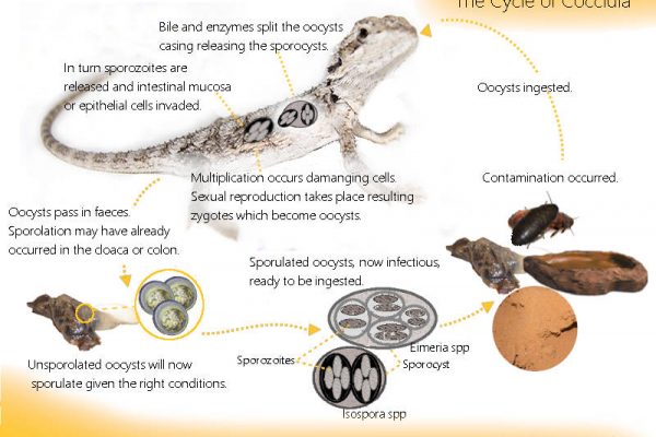 Coccidia Life Cycle in Bearded Dragons