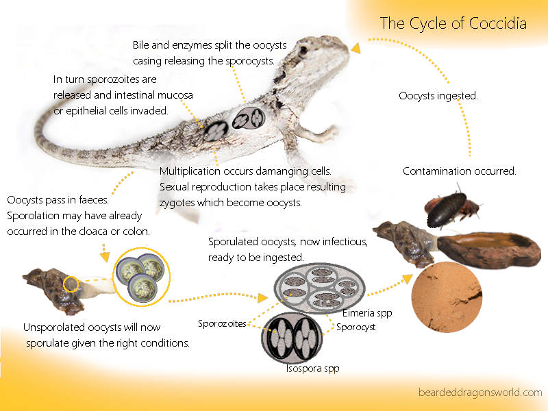 What you should know about Coccidia in Bearded Dragons