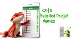 Cute Bearded Dragon Names