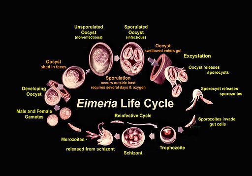 Eimeria has a complex life cycle.