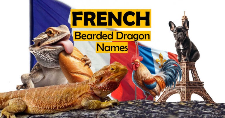 French Bearded Dragon Names