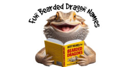 Funny Bearded Dragon Names