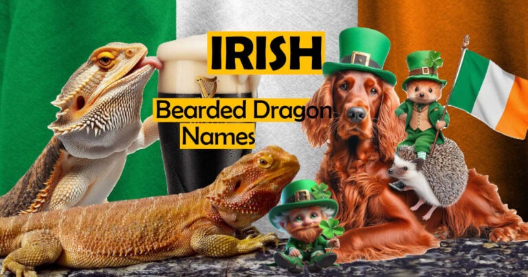 Irish Bearded Dragon Names