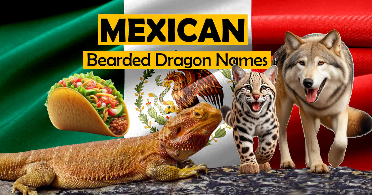 Mexican Bearded Dragon Names