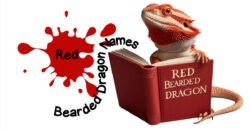 Names for Red Bearded Dragons