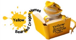 Names for Yellow Bearded Dragons