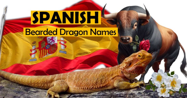 Spanish Bearded Dragon Names