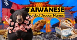 best Taiwanese Bearded Dragon Names