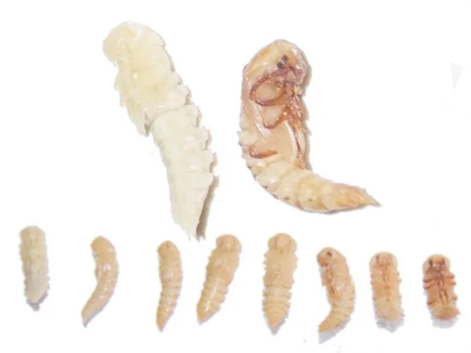 Tenebrio molitor mealworm pupae can also be used as food for bearded dragons