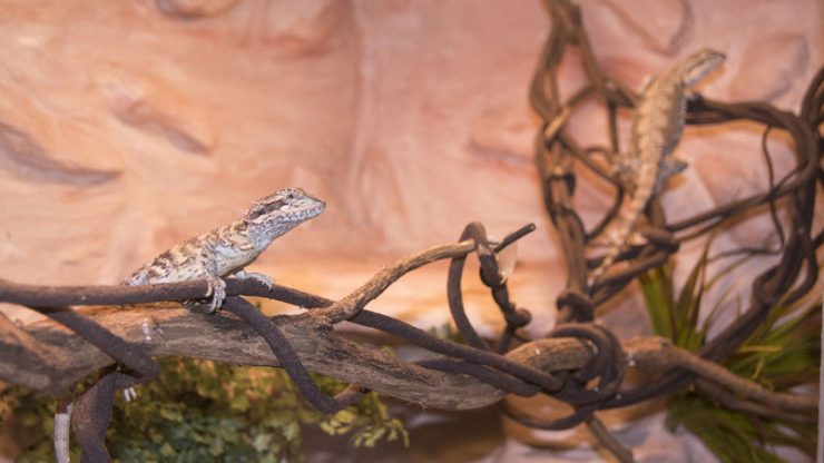 accessories for bearded dragon vines