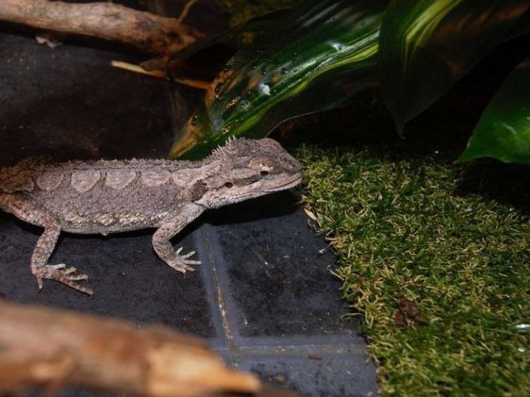 View of Best Substrate for Bearded Dragons: Essential Guide