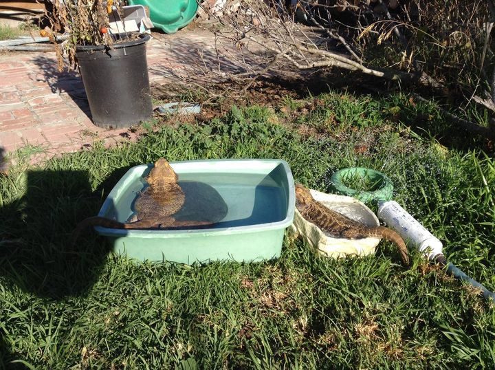 bathing bearded dragons in the sun