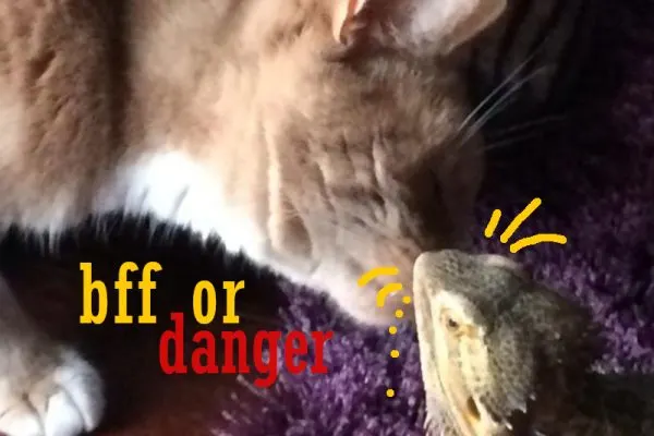 can a bearded dragon and cat get along