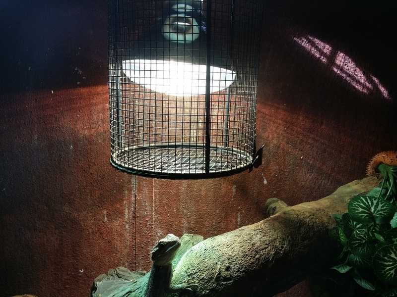 bearded dragon basking under lamp with mesh cover BEARDED DRAGONS WORLD