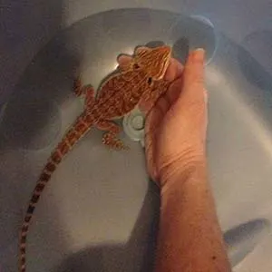 Bathing bearded dragons supported by hand