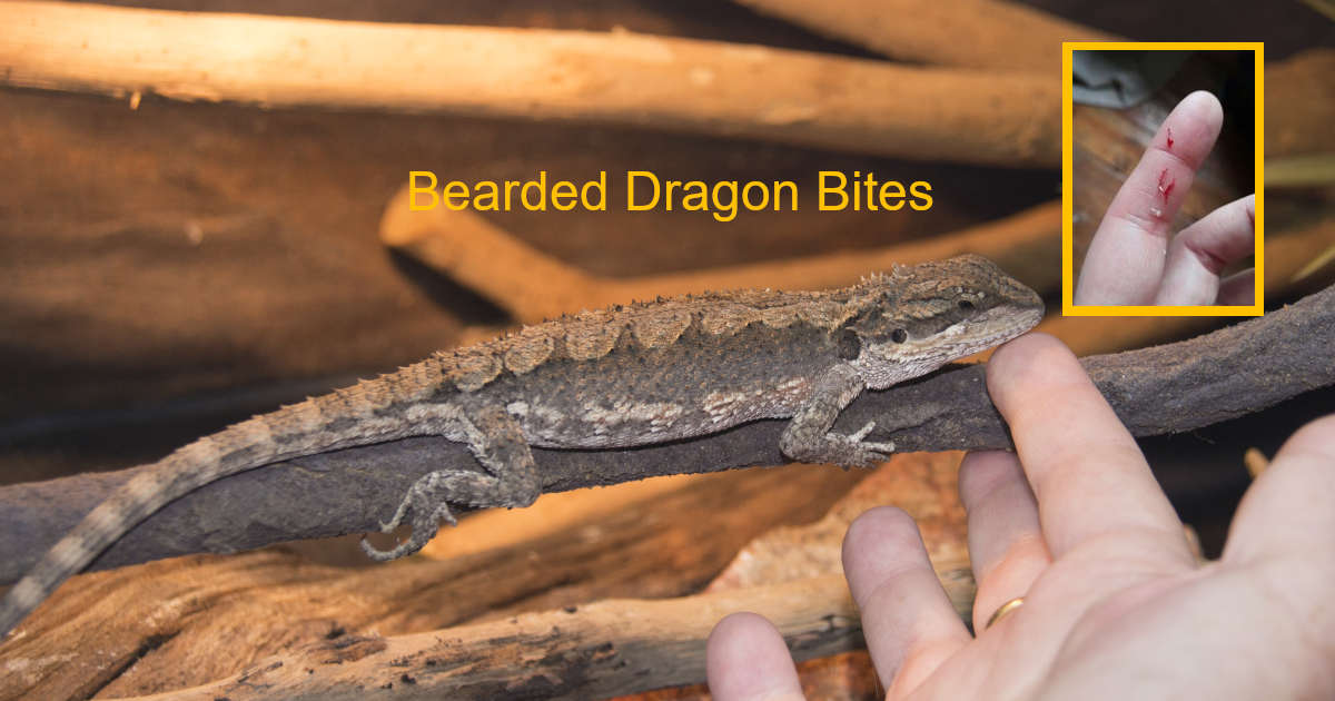 Bearded dragon bites - Pogona minor - bite from a western bearded dragon