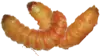 bearded dragon butterworms