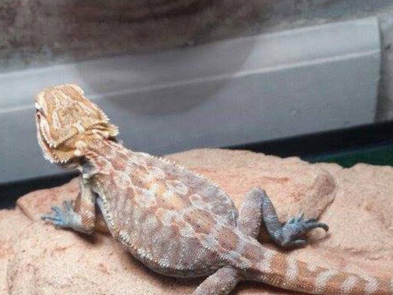 bearded dragon calci sand BEARDED DRAGONS WORLD