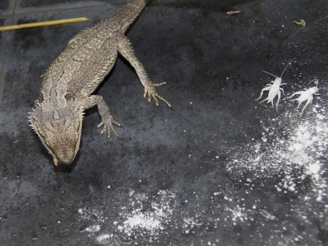 bearded dragon catching insects