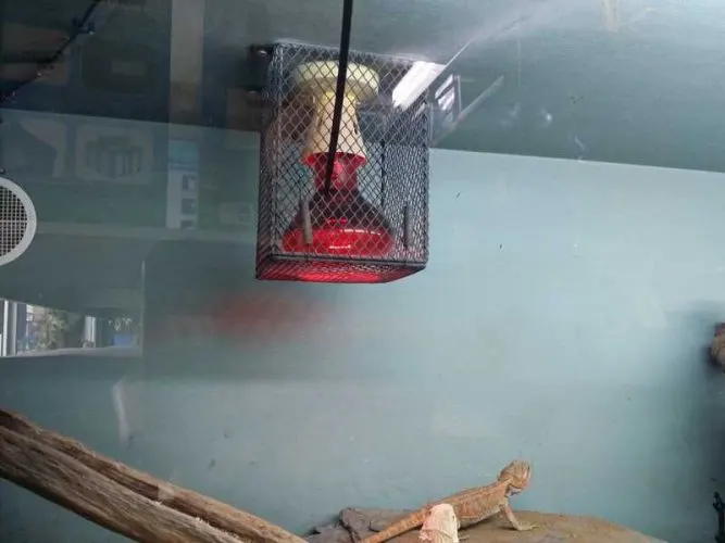 bearded dragon does not need red light