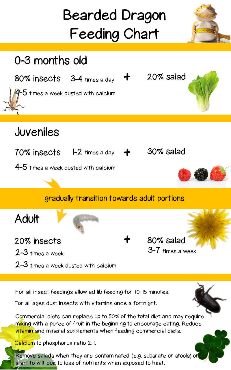 Bearded Dragon Diet: Nutrition, Plans, Charts &amp; Information