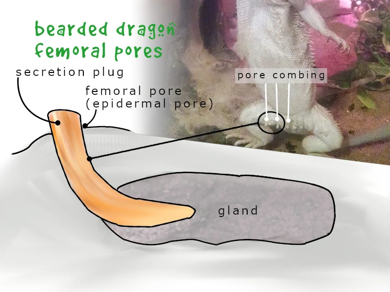 bearded dragon femoral pores