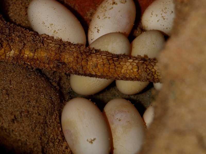 Bearded Dragon Breeding Mating, Eggs and Hatching