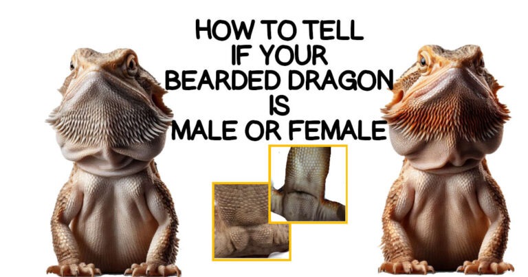 how to tell if your bearded dragon male or female - determining sex