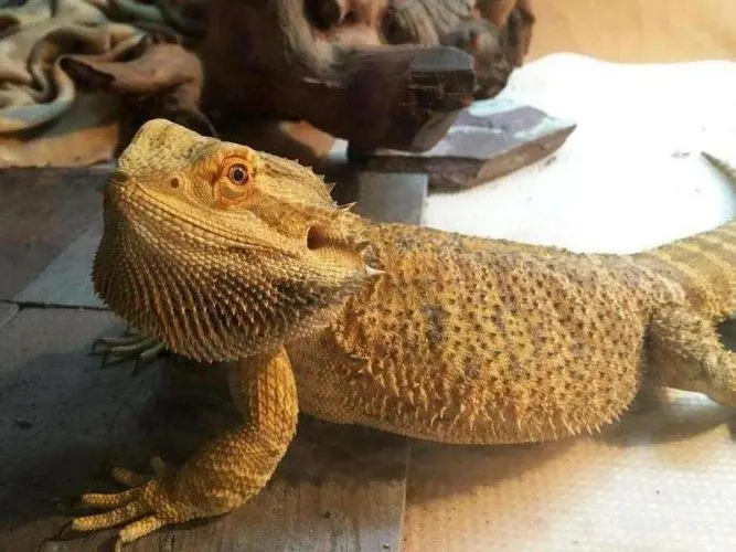 bearded dragon fat, overweight