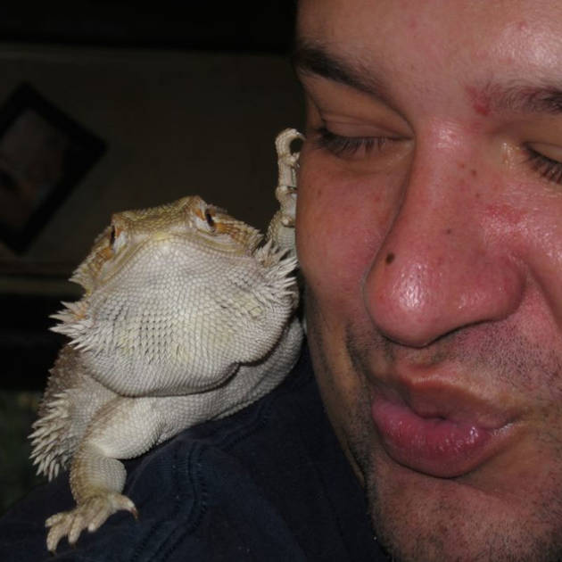bearded dragon pet Romeo gets a kiss