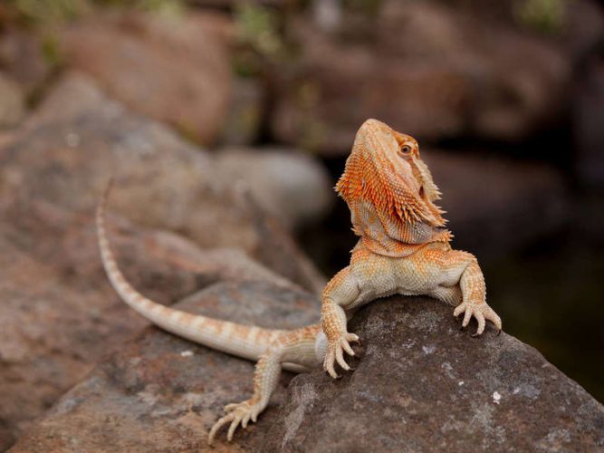 bearded dragon pet sunning itself on a rock
