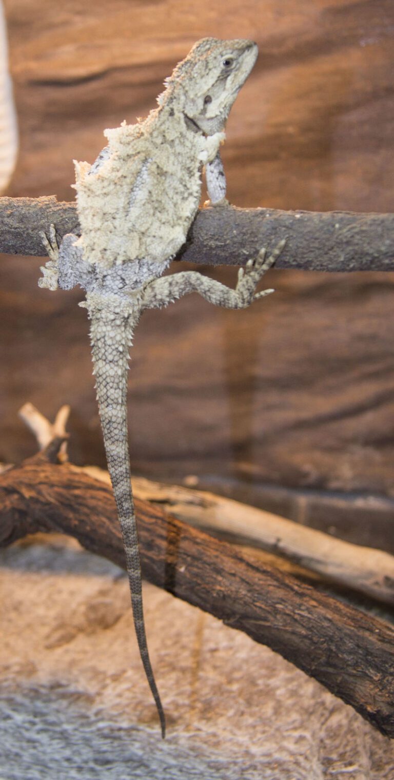 Bearded Dragon Shedding: A Comprehensive Guide on Care