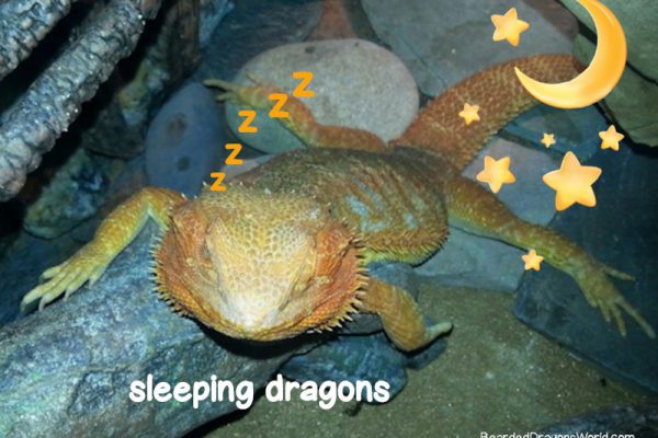 bearded dragon sleep