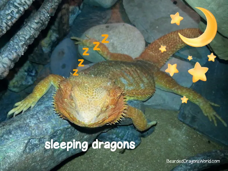 bearded dragon sleep