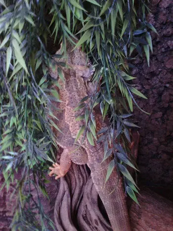 Bearded dragon sleeping upright on his branch underneath artificial foliage